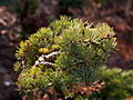 Abies concolor Toman IMG_4962 (VALENTA) Jodła jednobarwna